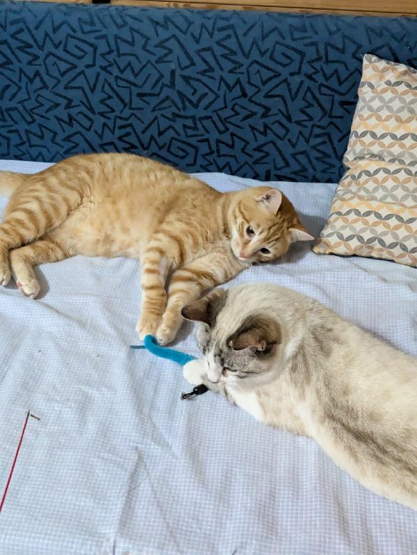 Spritz e Bailey  Foto 7